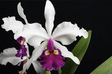 Cattleya warscewiczii semi usato Cattleya warscewiczii semi usato  Spedire a Italy