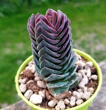 Crassula buddha temple for sale  CLACTON-ON-SEA