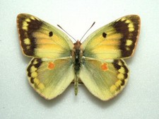 Colias erschoffi butterfly. for sale  FOLKESTONE