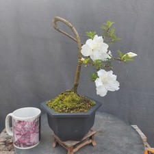 Satsuki azalea eikan for sale  BANGOR