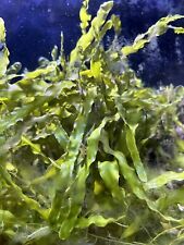 X10 blades caulerpa for sale  ABERDEEN