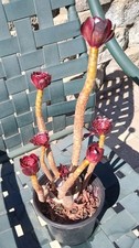 Unique aeonium arboreum for sale  Corona