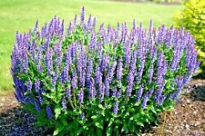 301 blue sage for sale  Wichita