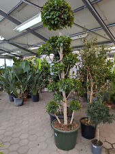 Ficus microcarpa nitida gebraucht kaufen  Nordkirchen