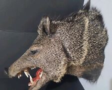 Taxidermy javelina peccary for sale  Canton