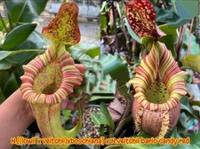 Nepenthes boschiana veitchii for sale  HUNTINGDON
