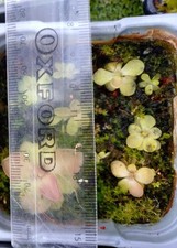 Young mexican butterwort for sale  BURY