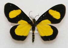 Butterfly moth female for sale  RUGELEY