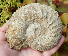 Grand fossile ammonite d'occasion  Lagnieu