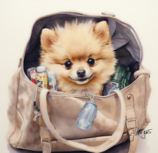 Watercolor pomeranian painting for sale  Irvine