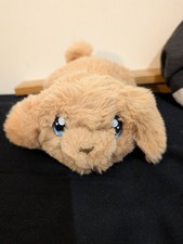 Puppy teddy for sale  BIRMINGHAM