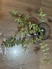 Hoya bela variegated for sale  HORNCHURCH