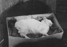 1930s dead pet for sale  Mission