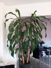 Drachenbaum gebraucht kaufen  Oberhausen