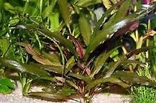 Cryptocoryne wendtii brown d'occasion  Krautergersheim