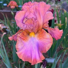 Tall bearded iris for sale  Ojai