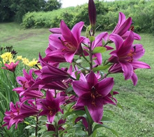 Giant hybrid lily for sale  Gassville