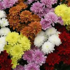 6x Plugues de Crisântemo Coleção de Plantas Mix Flor Planta 'Decorativa Mista' comprar usado  Enviando para Brazil