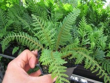 Cyathea tomentosissima gebirgs gebraucht kaufen  Wuppertal