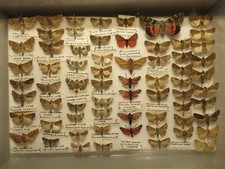 Box specimen british for sale  WIGTON