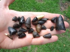 alligator teeth for sale alligator teeth for sale Tallahassee