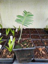 Dioon edule pot for sale  HOLT