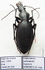 Carabus coptolabrus jankowskii d'occasion  Le Havre-