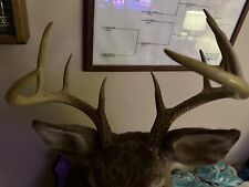 Whitetail point deer for sale  Lucernemines