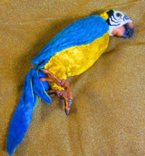 Squawkers macaw parrot for sale  Douglasville