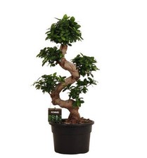 Chinesische feige ficus gebraucht kaufen  Düsseldorf