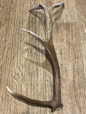 Large red deer for sale  BRIDGE OF ORCHY