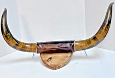 Longhorn steer horns for sale  Crosby