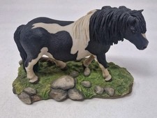 Teviotdale piebald shetland for sale  LEICESTER