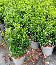 Euonymus japonicus microphyllu for sale  BECCLES