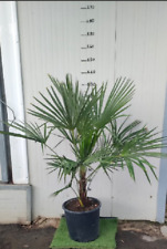 Phoenix canariensis palma usato  Maddaloni