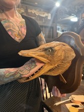 Enormous european pike for sale  Patterson