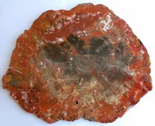 petrified wood drift for sale petrified wood drift for sale Azusa