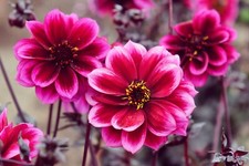 Dahlia dreamy nights for sale  NOTTINGHAM