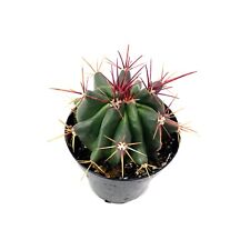 Ferocactus gracilis ssp. for sale  Garden Grove