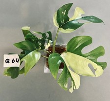 Rhaphidophora tetrasperma vari gebraucht kaufen  Köln