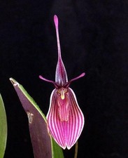 Espécie de orquídea em miniatura Restrepia purpurea comprar usado Espécie de orquídea em miniatura Restrepia purpurea comprar usado  Enviando para Brazil