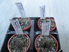 Sempervivum 7cm pots for sale  CHESTERFIELD