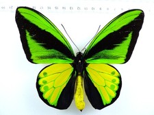 Entomologia farfalla ornithopt usato  Spedire a Italy