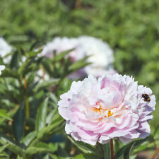 Gefüllte staudenpaeonie alert gebraucht kaufen  Emden