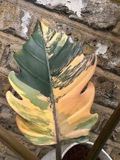 Philodendron caramel marble for sale  LONDON