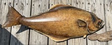 Taxidermy for sale Taxidermy for sale Clarksburg