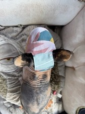 Sphynx cat cotton for sale  WISHAW