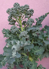 Semi seeds broccolo usato  Villanova di Camposampiero