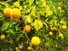 Hardy lemon bitter for sale  ST. ASAPH