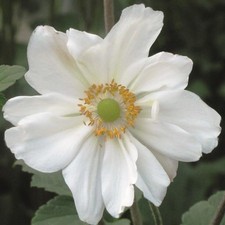 Anemone japanese hybrida for sale  UK